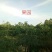新鲜无花果，镇江洲岛生长，甜糯70~80g