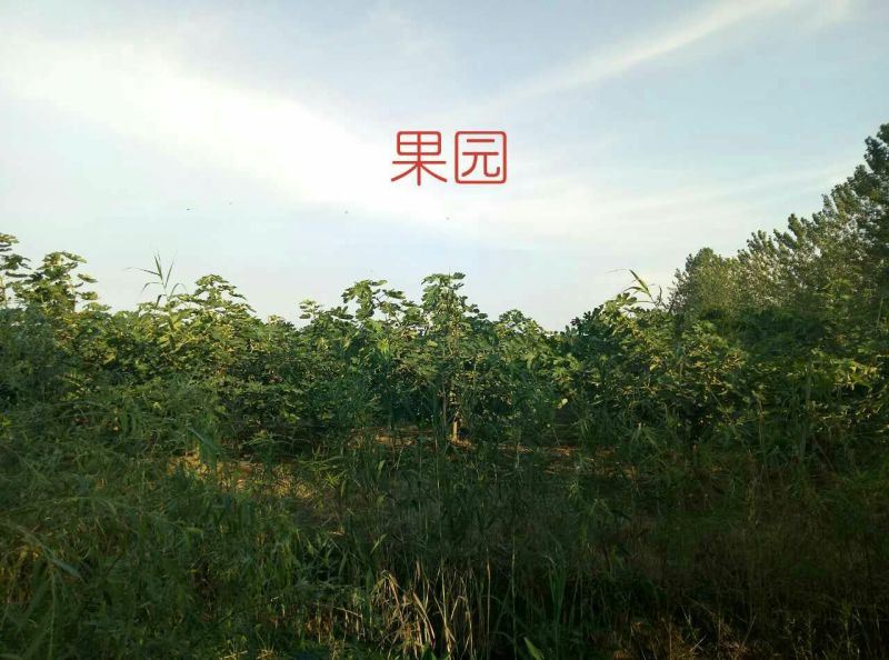 2026年新鲜无花果即将上市