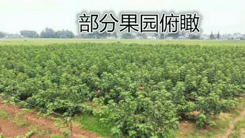 2026年新鲜无花果即将上市