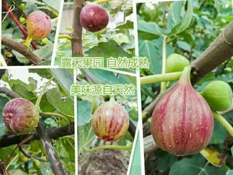 2026年新鲜无花果即将上市