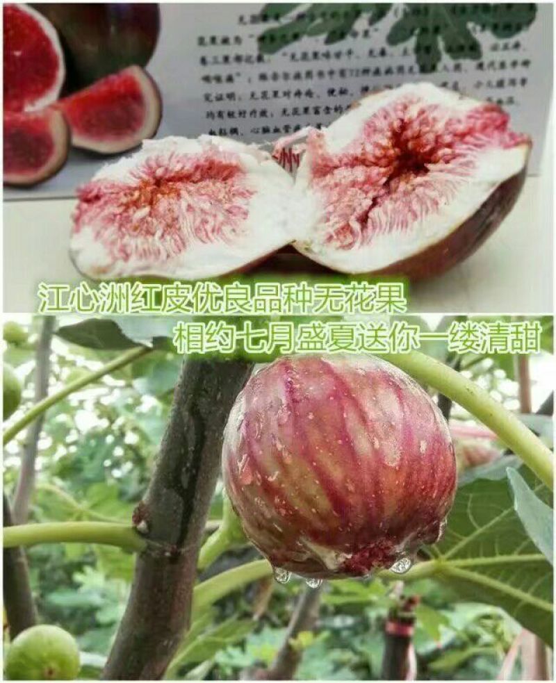 2026年新鲜无花果即将上市