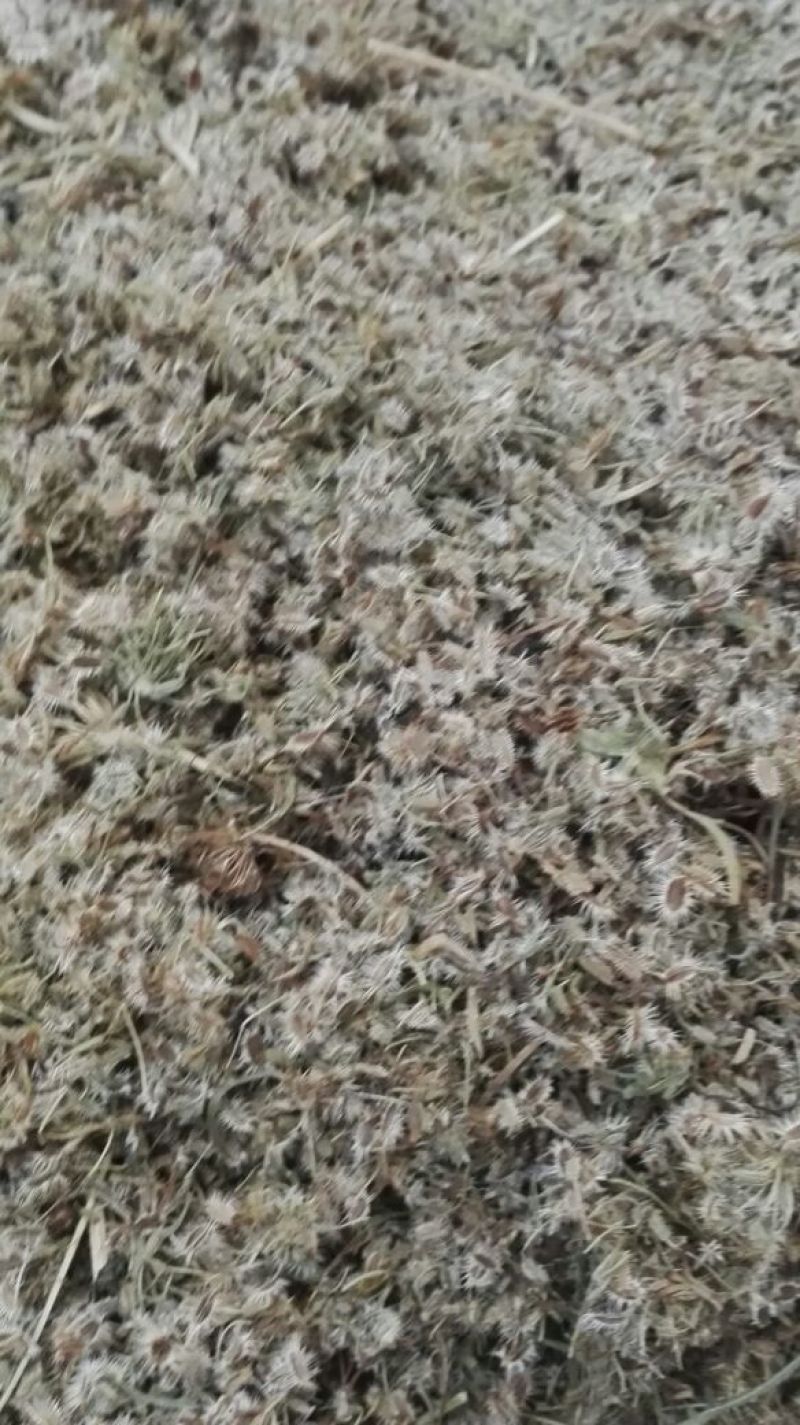 胡萝卜种子