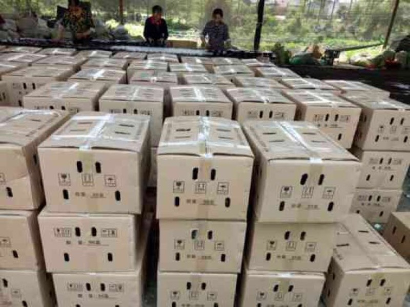 蚯蚓饲料红蚯蚓大平2号活体蚯蚓蚯蚓饵料