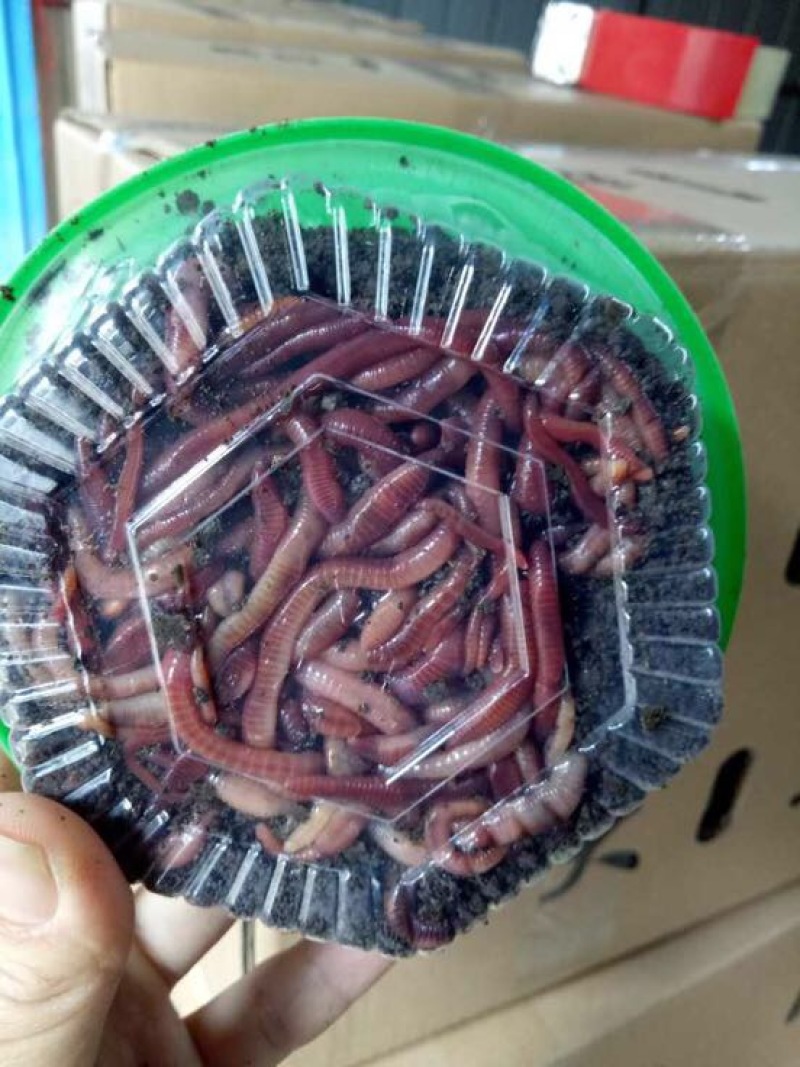 蚯蚓饲料红蚯蚓大平2号活体蚯蚓蚯蚓饵料
