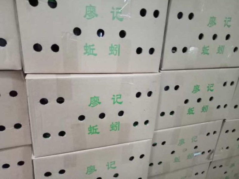 蚯蚓饲料红蚯蚓大平2号活体蚯蚓蚯蚓饵料