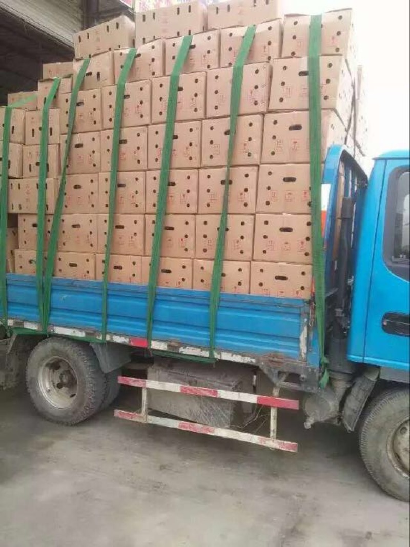 蚯蚓饲料红蚯蚓大平2号活体蚯蚓蚯蚓饵料