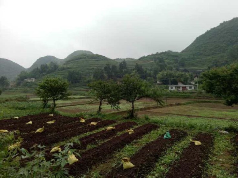 蚯蚓养殖教学全国上门指导终生回收签订合同