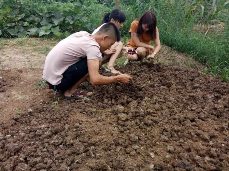 蚯蚓养殖教学全国上门指导终生回收签订合同