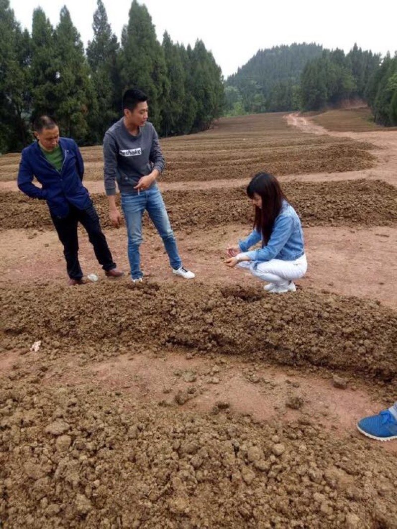蚯蚓养殖教学全国上门指导终生回收签订合同
