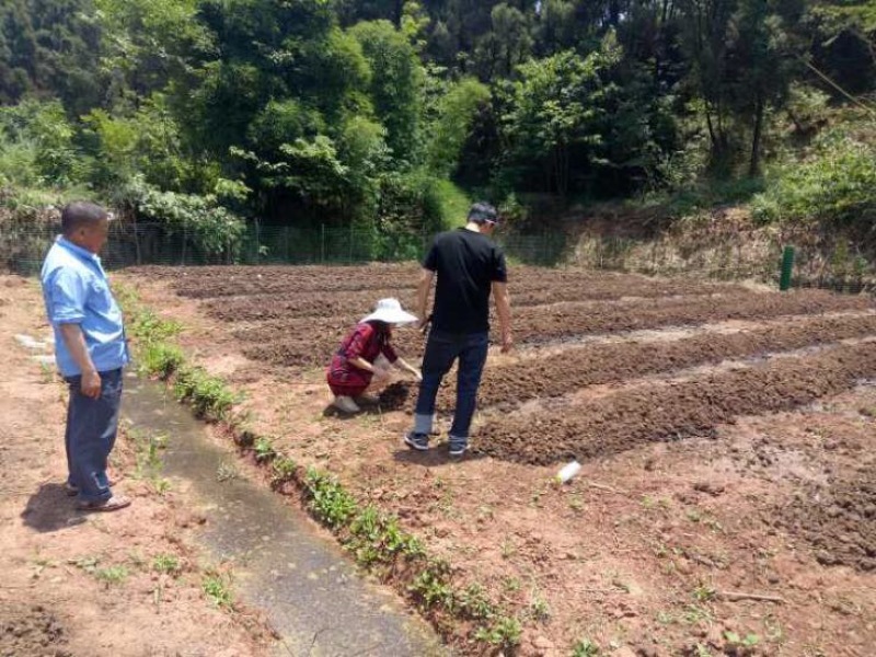 蚯蚓养殖教学全国上门指导终生回收签订合同