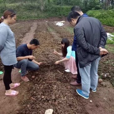 蚯蚓养殖教学全国上门指导终生回收签订合同