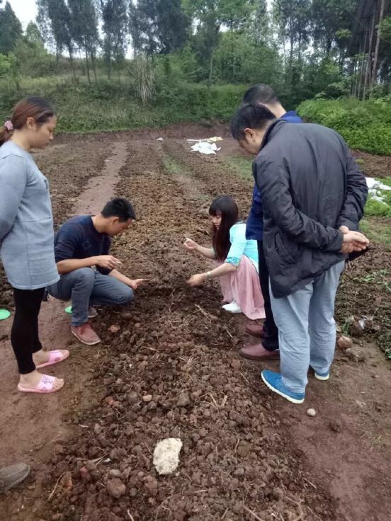蚯蚓养殖教学全国上门指导终生回收签订合同