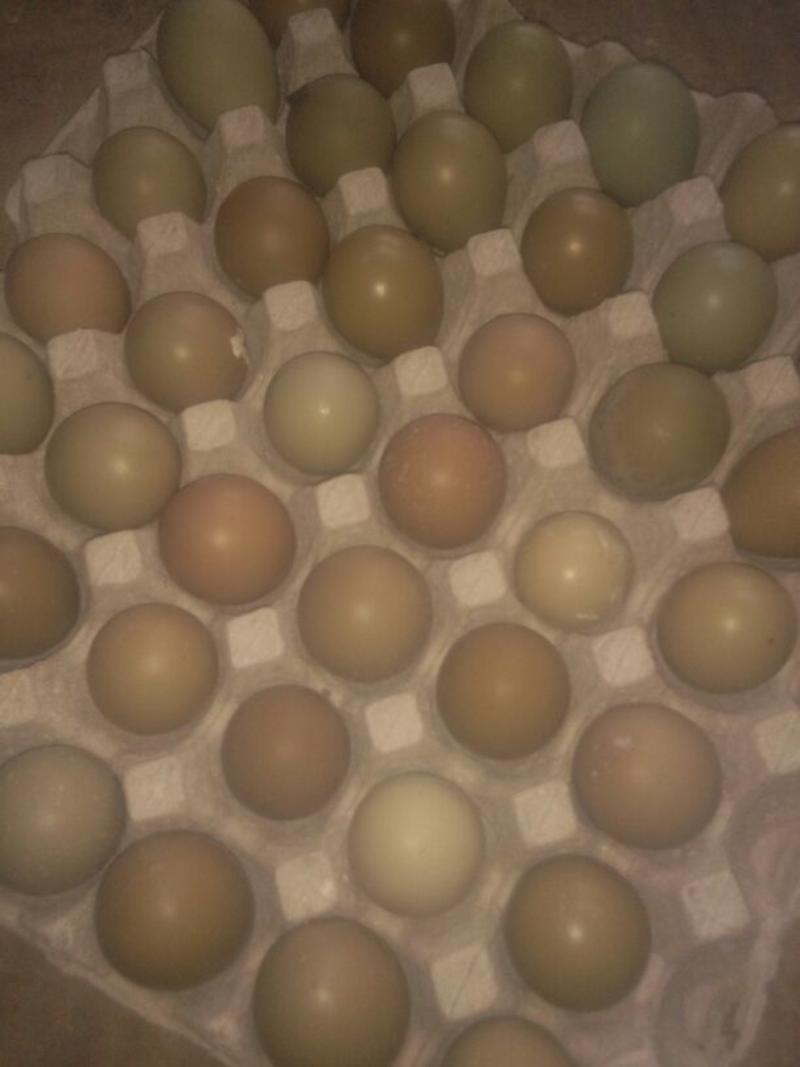 野鸡蛋50g以下食用高营养无抗自己养殖的一手货源