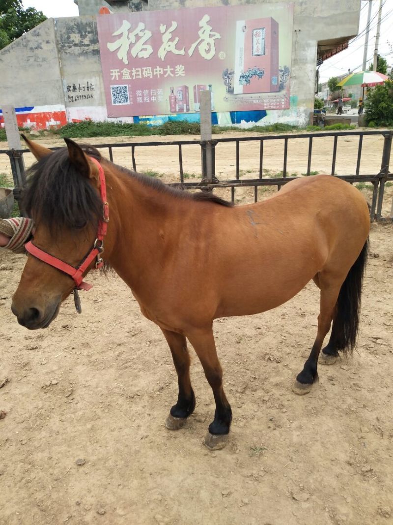 矮马100kg以下
