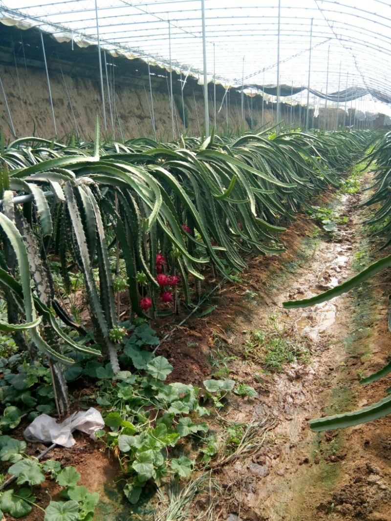 红心火龙果苗金都一号，台农5号，大红