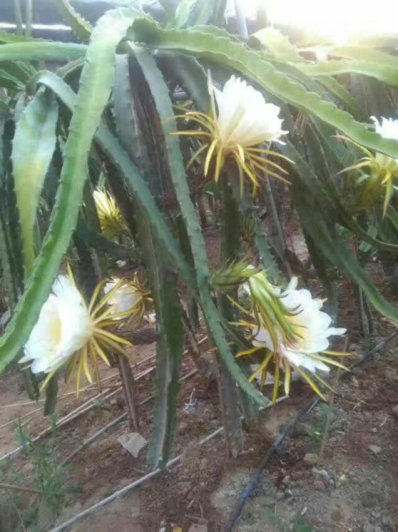 红心火龙果苗金都一号，台农5号，大红