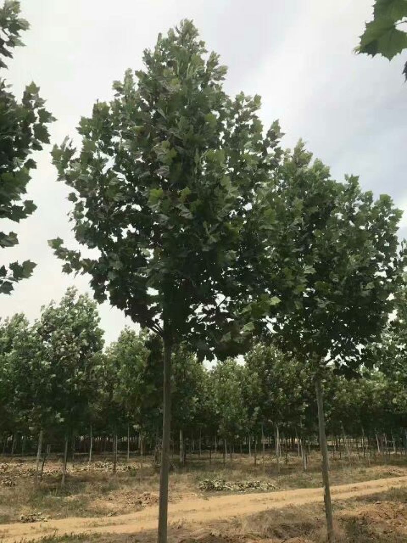 10-20cm法桐，平头发冠法桐量大
