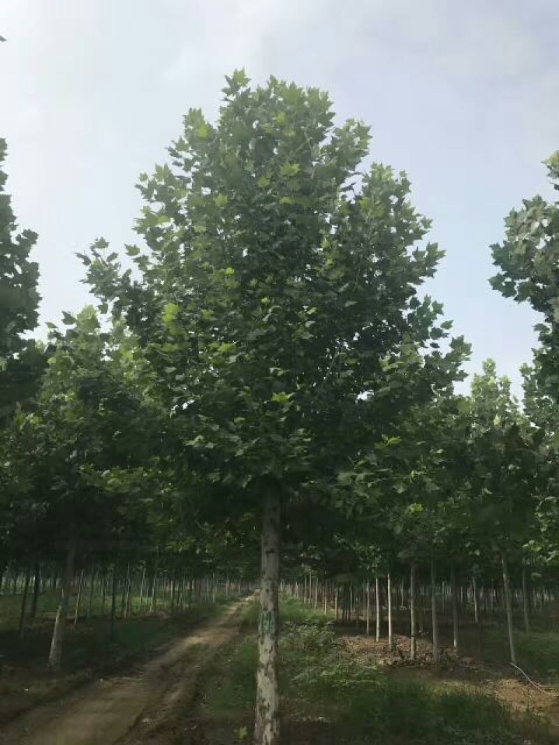 10-20cm法桐，平头发冠法桐量大