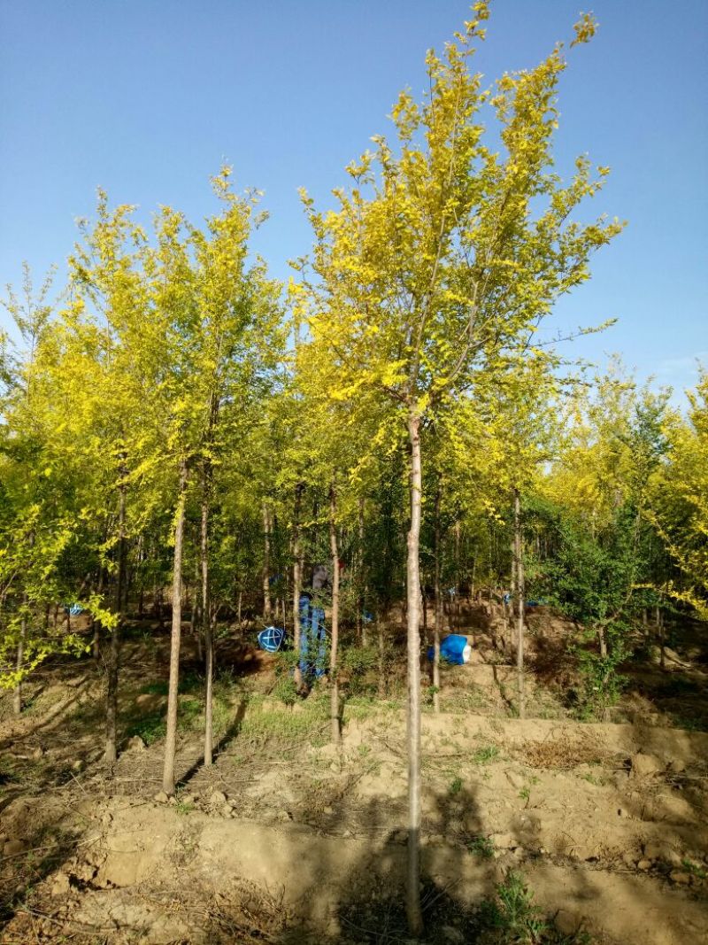 金叶榆6cm~8cm4~6cm3~3.5m