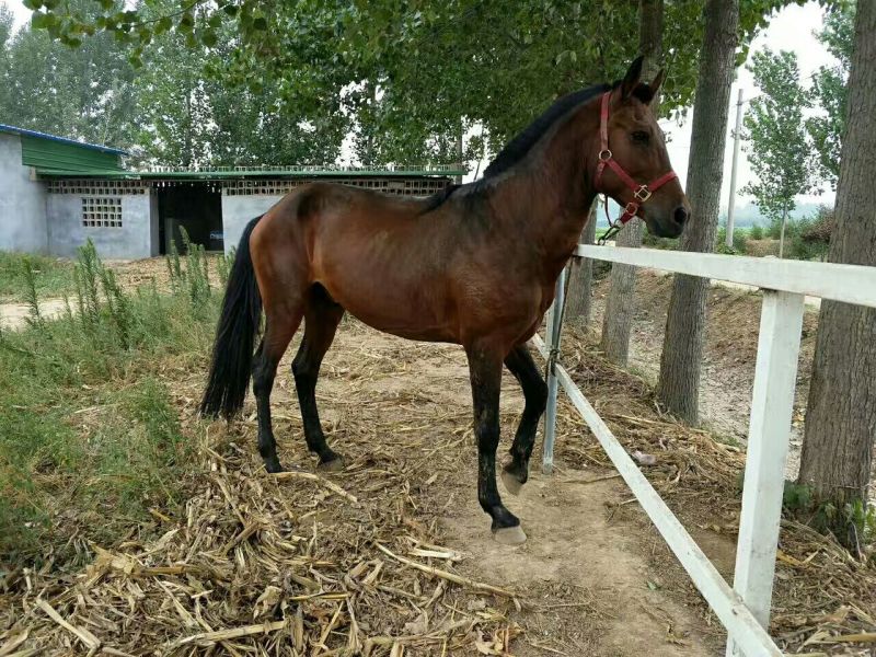 肉马300~400kg