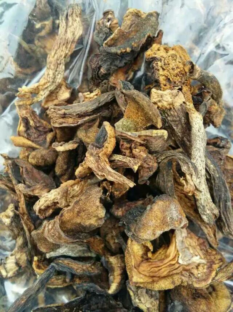 松蘑一级