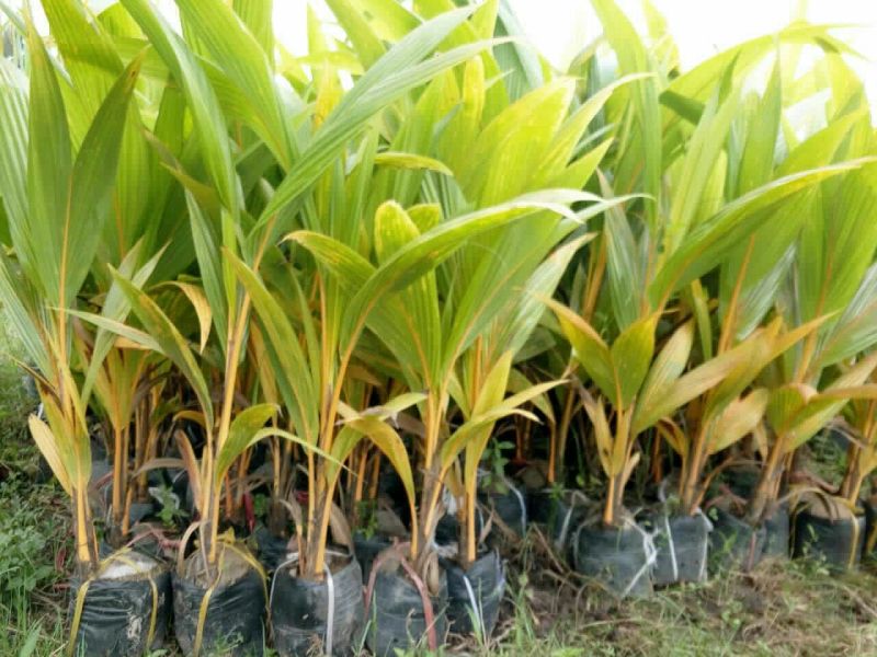 椰子树50cm以下