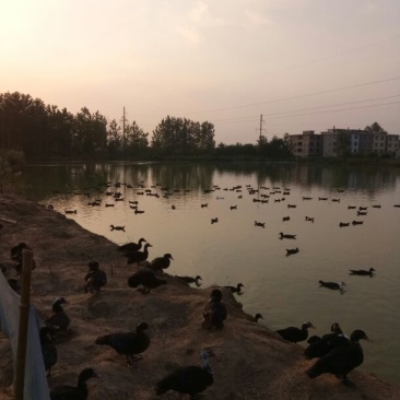 黑鸭