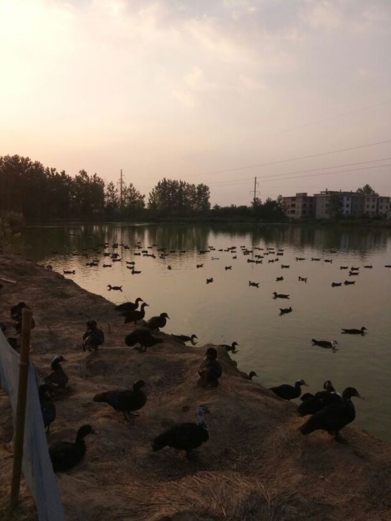 黑鸭