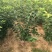 矮化樱桃苗车厘子苗大棚樱桃苗一根棍大樱桃苗基地直销