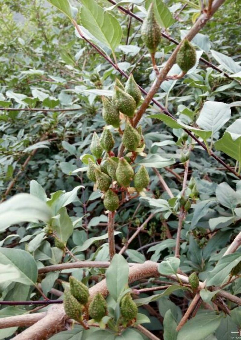 宿迁沭阳连翘苗50~60cm基地直供保质保量电联洽谈
