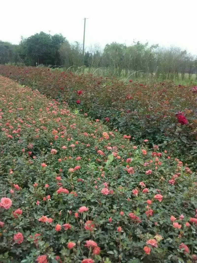 月季丰花月季钻石月季小花月季20~50cm品