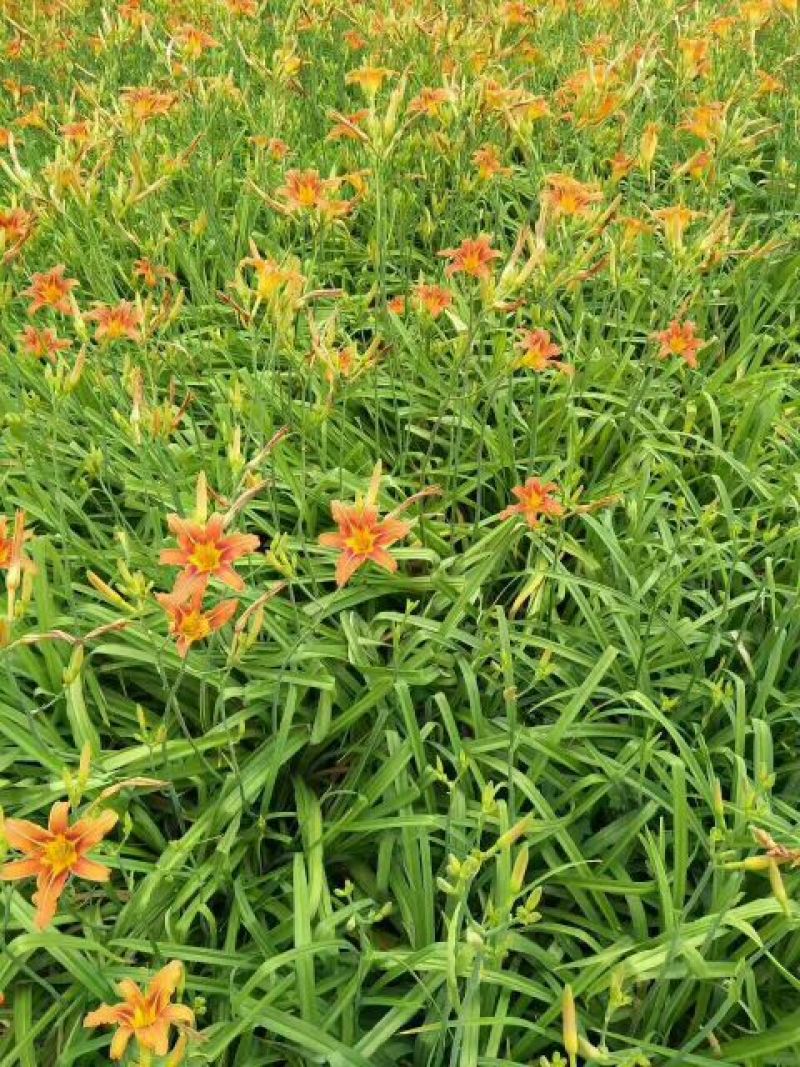 大花萱草金娃娃萱草苗青数足基地直销量大从优