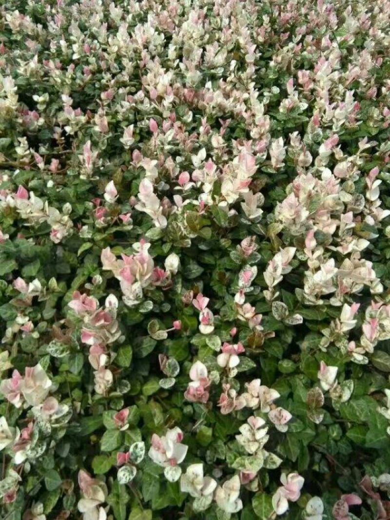 花叶络石地苗杯苗彩色植物20一50公分基地直销