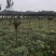 金边麦冬苗清秀数足地苗杯苗基地直销量大从优