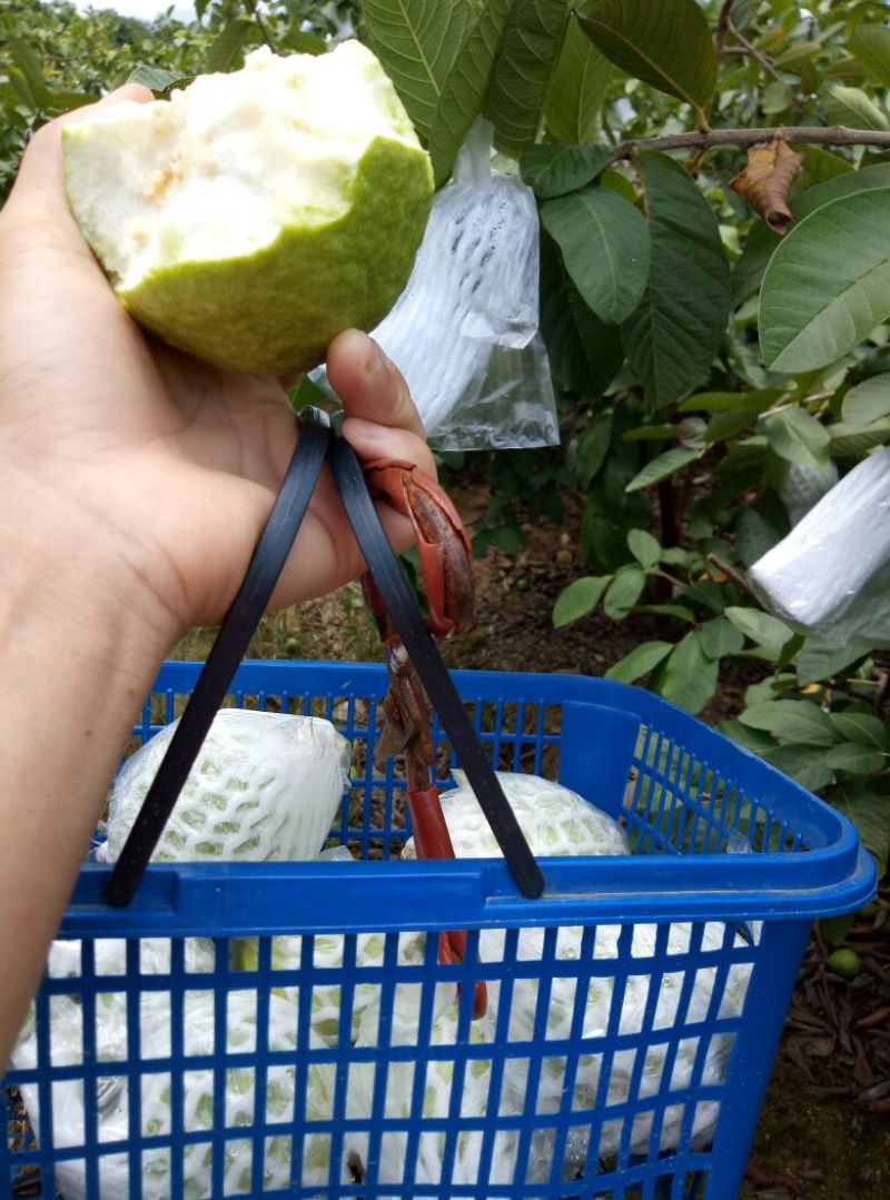 番石榴苗，珍珠芭乐番石榴，西瓜芭乐，红宝石番石榴，