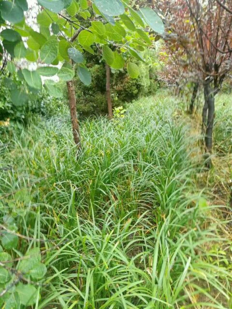 麦冬草，绿化苗木地草坪，货源充足，欢迎实地考察选购