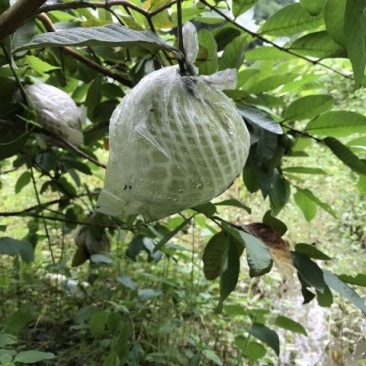 番石榴苗30~50cm，现挖现发货，保障质量
