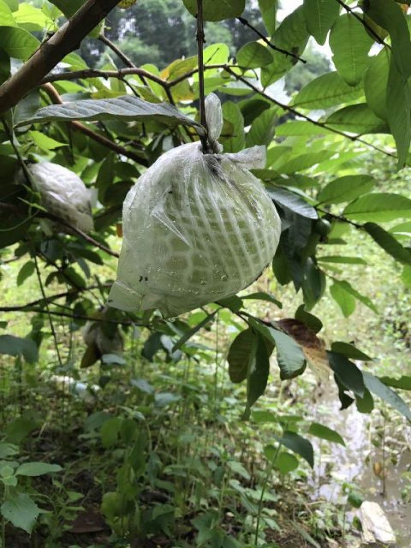 番石榴苗30~50cm，现挖现发货，保障质量