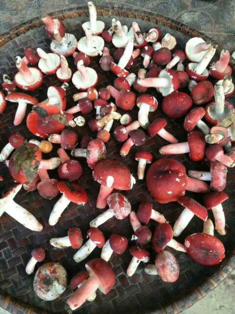 大红菌特级