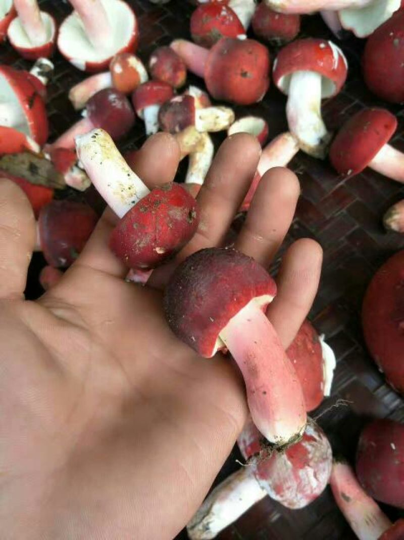 大红菌特级