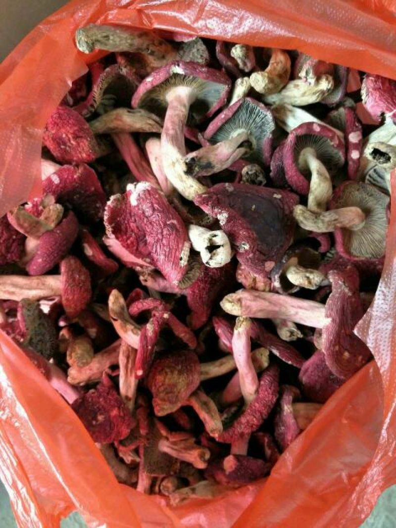 大红菌特级