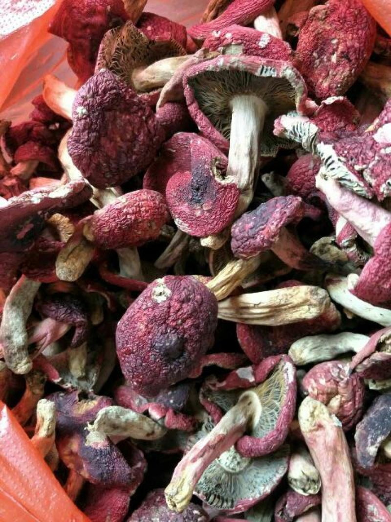 大红菌特级