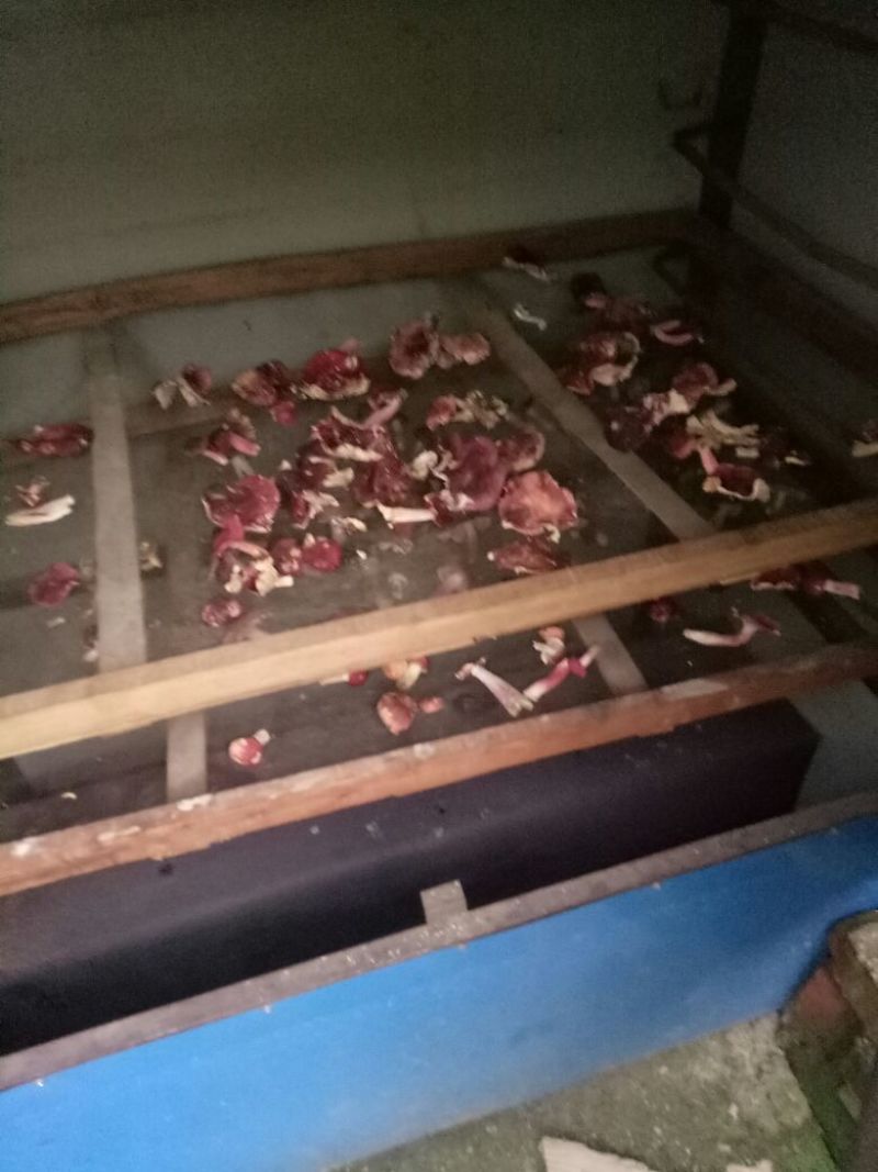 大红菌特级