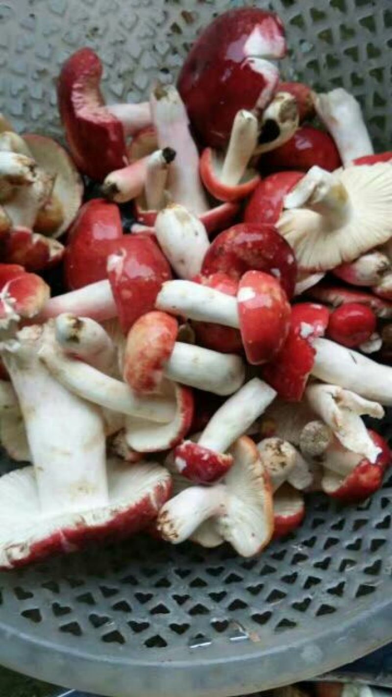 大红菌特级