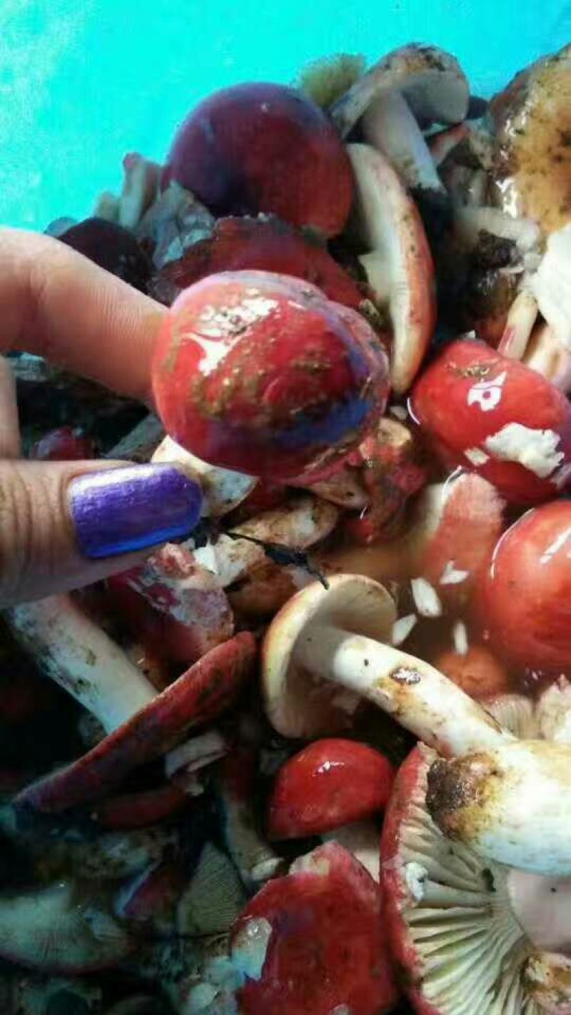 大红菌特级