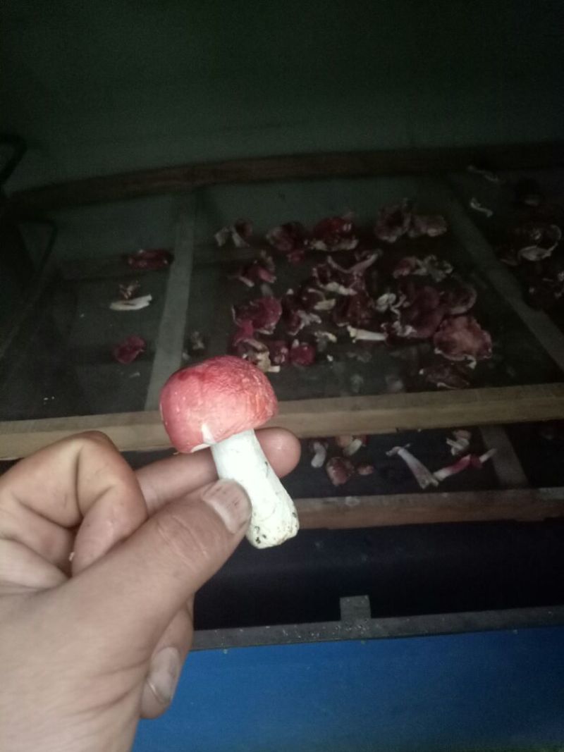 大红菌特级