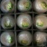 椰子9个一箱50元