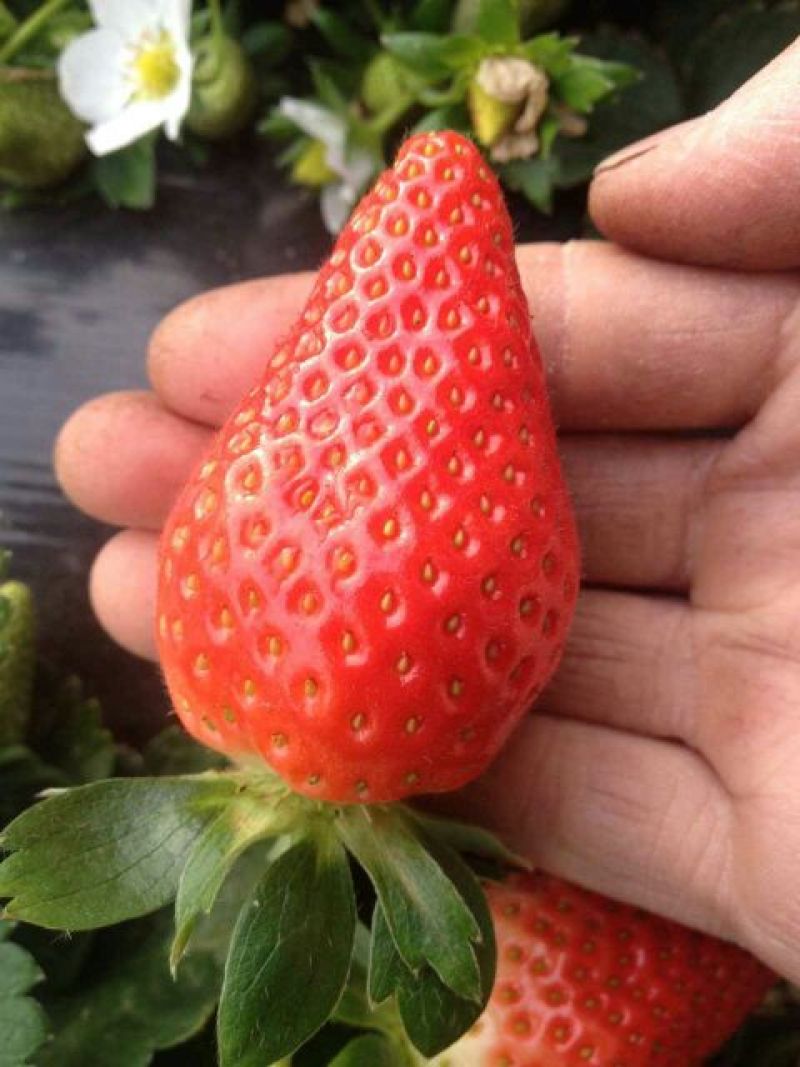 牛奶草莓苗奶油草莓苗口感好，产量高易栽植