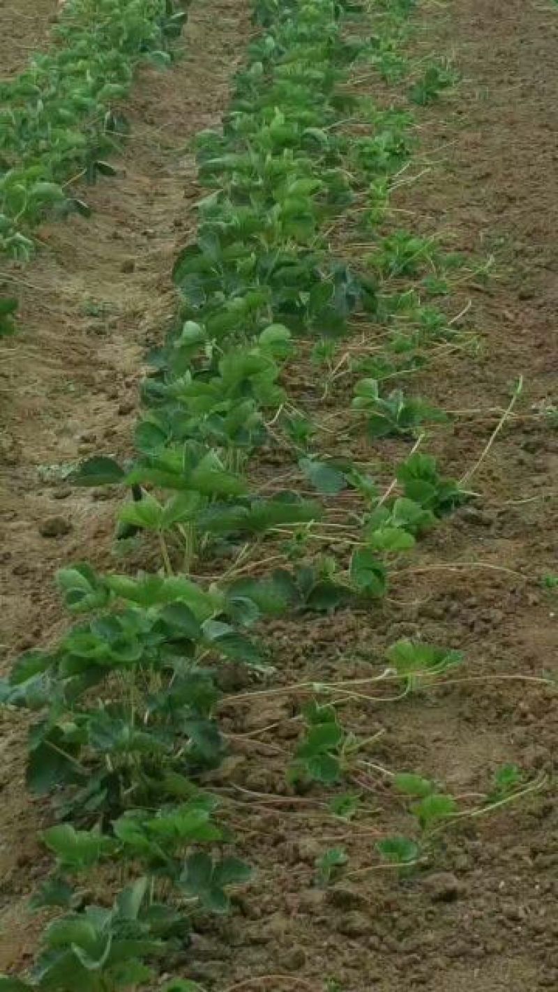牛奶草莓苗奶油草莓苗口感好，产量高易栽植
