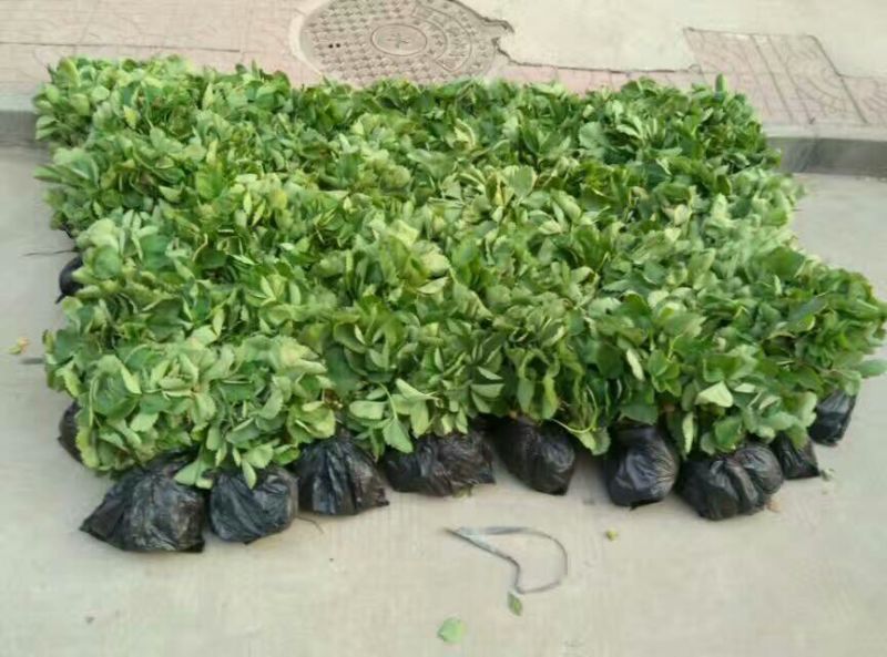 牛奶草莓苗奶油草莓苗口感好，产量高易栽植